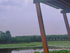 -东郊湿地公园