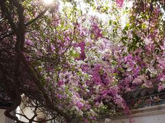 -深圳国际园林花卉博览园