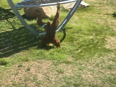 -西霞口神雕山野生动物世界