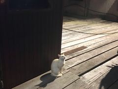 -姓周桥大碗公面