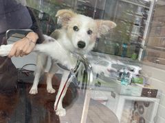 -宠颐生动物医院·心脏科·保险定点(锦阳分院)