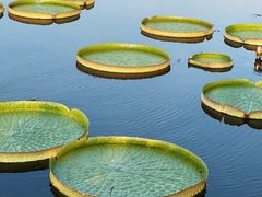 -荷塘月色湿地公园·向阳花洲