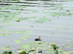 -丁香湖公园