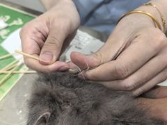 -四月宠物医院·猫专科·心脏专科·内科(转塘店)