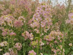 -中国天府农业博览园