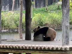 -中国大熊猫保护研究中心雅安碧峰峡基地