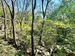 -大岭沟猕猴桃谷风景区
