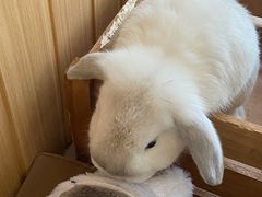 -猫猫幼稚园·撸猫·桌游·电玩