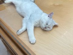 -帕帕拉兹宠物(亚洲旗舰店)