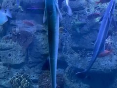 -左海海底世界