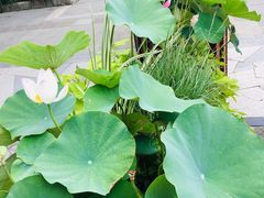 -证大大拇指广场(芳甸路店)