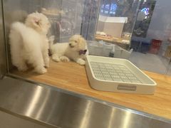 -狗道宠物(常熟印象城店)