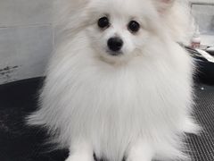 -宠福鑫康馨动物医院·骨科·眼科