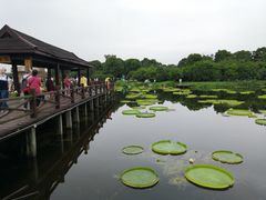 -荷塘月色湿地公园·向阳花洲