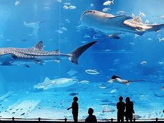 -成都浩海立方海洋公园