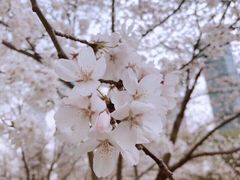 -武汉大学-樱园