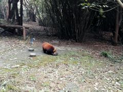 -成都大熊猫繁育研究基地