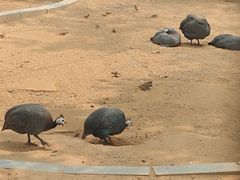 -石家庄市动物园