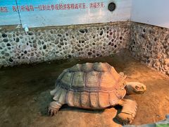 -上海大自然野生昆虫馆