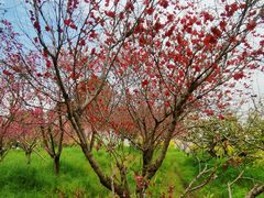 -南汇桃花村