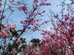 -福建鲤鱼洲酒店