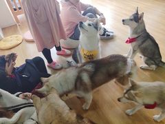 -Husky Go! 哈士奇体验馆·宠物咖啡厅狗咖