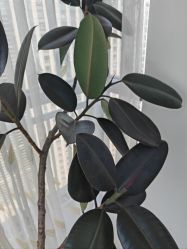-HEYAN荷妍专业脱毛连锁机构