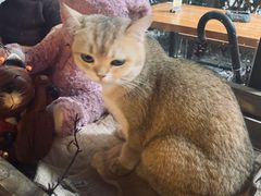 -咖法森林·咖啡  酒吧(天河店)