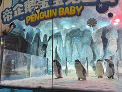 -帝企鹅自助餐厅•儿童岛•真企鹅(长隆企鹅酒店)