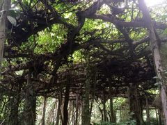 -广西壮族自治区药用植物园
