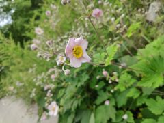 -青峰峡国家森林公园