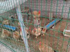 -妈妈的小作坊(陈家镇店)