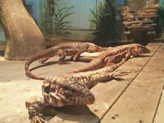 -石家庄市动物园