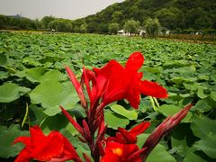 -龙寺生态园