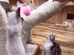 -袖虎·猫馆(体育西路店)