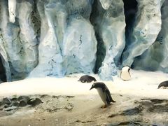 -帝企鹅自助餐厅•儿童岛•真企鹅(长隆企鹅酒店)