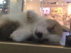 -乐宠宠物店(世纪金源店)