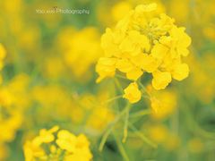 -杭州湾海上花田景区