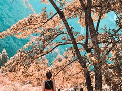 -武陵山森林公园