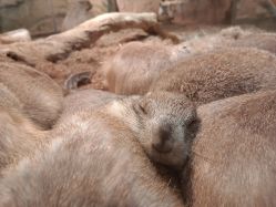 -Zoolung Zoolung动物主题公园(海信广场店)