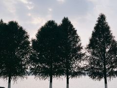 -桐乡凤凰湖