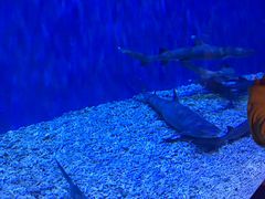 -华夏文旅海洋公园