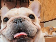 -和它·交个朋友·狗咖猫咖(爱琴海店)