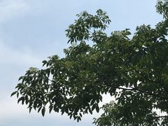 -后襄河公园
