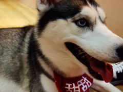 -Husky Go! 哈士奇体验馆·宠物咖啡厅狗咖