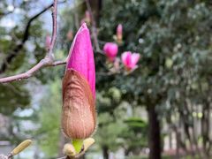 -陈家山荷花公园