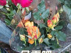 -金陵花卉交易市场