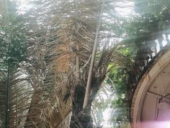 -正佳雨林生态植物园