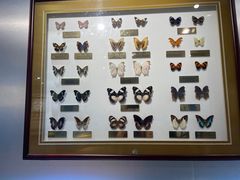 -上海昆虫博物馆