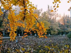 -四川大学(华西校区)